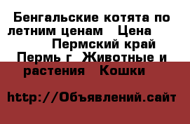 Бенгальские котята по летним ценам › Цена ­ 15 000 - Пермский край, Пермь г. Животные и растения » Кошки   